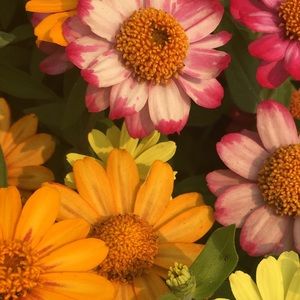 Meet your Posher, Annika